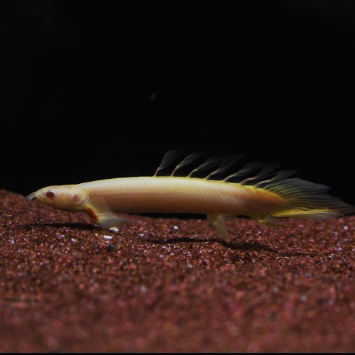 폴립테루스  세네갈 Polypterus senegalus