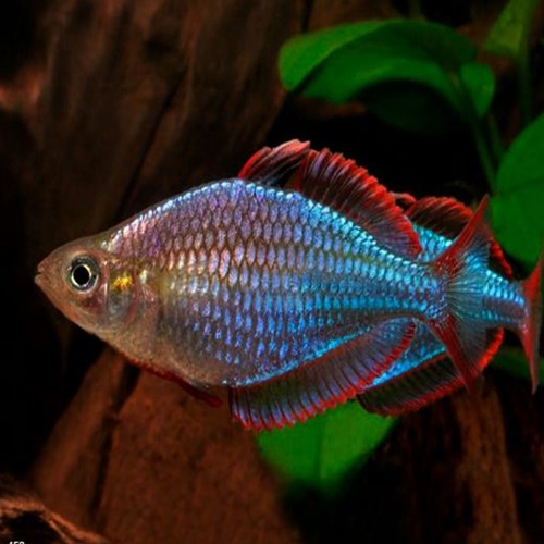 [레인보우]Neon Dwarf Rainbow Fish 네온 드워프 레인보우