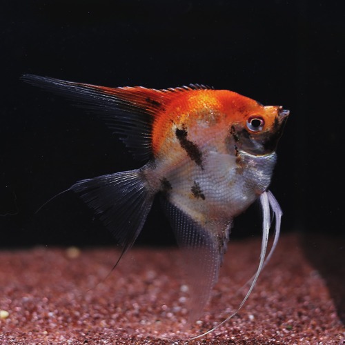 [엔젤피쉬] Red neck tri-color angelfish 레드넥엔젤