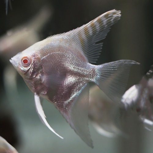 [엔젤피쉬]  Albino scarlet-gold angelfish 알비노스칼렛골든엔젤