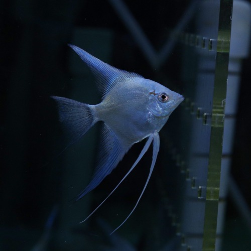 [엔젤피쉬]Avatar Turkish green angelfish 터키쉬그린엔젤피쉬