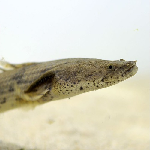 폴립테루스 알비노 세네갈 Polypterus endlicheri