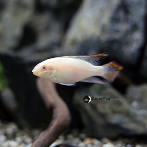 [콩고시클리드] Pelvicachromis pulcher Albino 펠비카크로미스 펄쳐 알비노