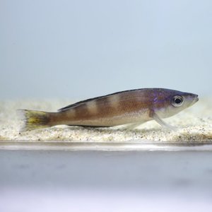 [탕어] Cyprichromis microlepidotus Bulu point 마이크로레피두스 부루 포인트