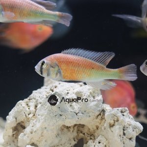 [빅토리아] Haplochromis sp. hippo point salmon 히포포인트살몬
