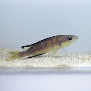[탕어] Cyprichromis microlepidotus Kiriza black 마이크로레피두스 키리자 블랙