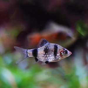 [바브] Barbus nigrofasciatus 루비바브