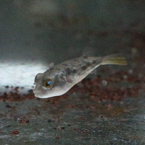 [민물복어] Tetraodon lineatus 파하카복어