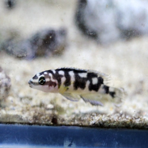 [탕어] Julidochromis transcriptus &quot;Kissi&quot; 줄리 트란 키시