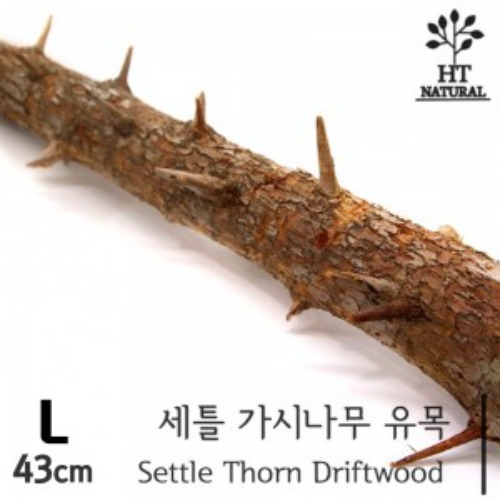 [유목] 세틀 가시나무 유목 L [43cm]