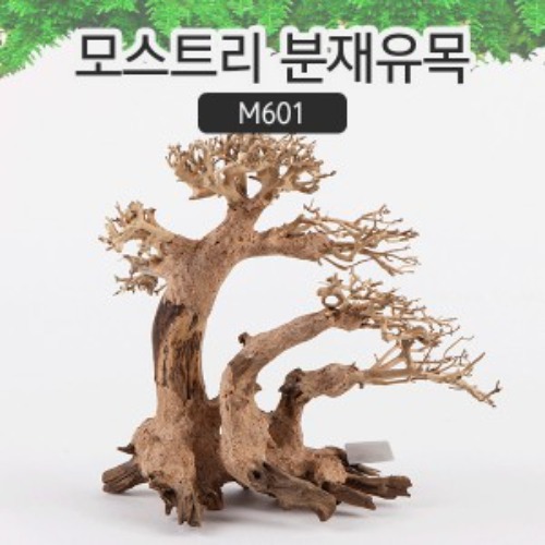 [유목] 모스트리 분재유목(M) M601