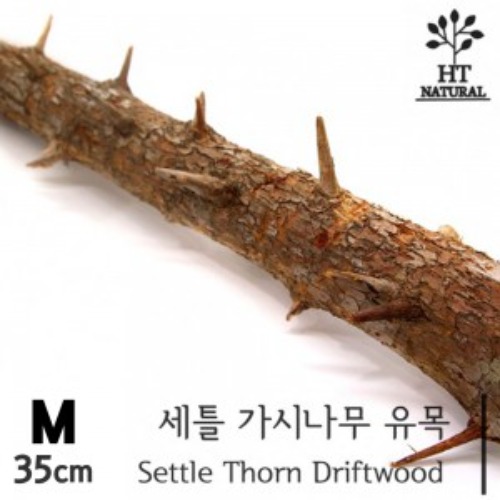 [유목] 세틀 가시나무 유목 M [35cm]