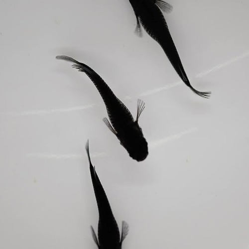 블랙[오로치] 메다카 (1~2cm)